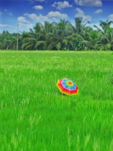 kerala rice fields 